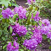 Lavender coloured Rhododendron