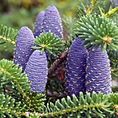 Abies koreana Korean fir cylindrical violet-blue cones