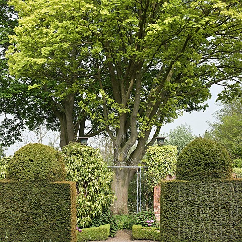 Shaped_Yew_hedges_mature_trees_and_shrubs