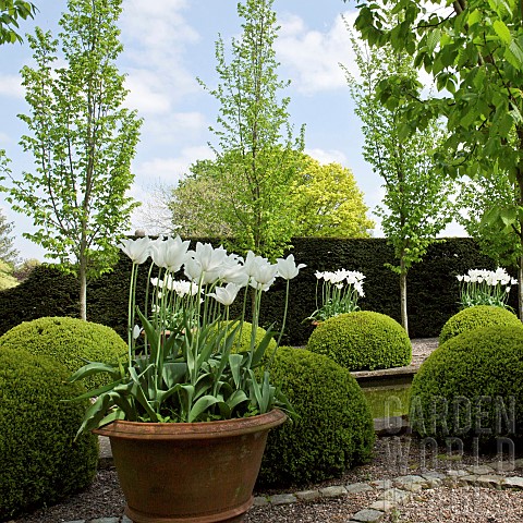 Balls_of_buxus_sempervirens_flanked_by_white_tulips