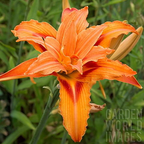 Hemerocallis_Torpoint_Daylily_everygreen_perennial_double_orange_flowers_at_Wollerton_Old_Hall_NGS_M
