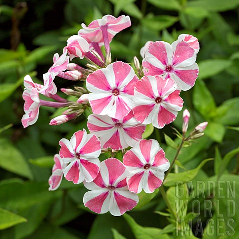 Phlox_Peppermint_Twist_pink_and_white_candy_striped_flowerheads