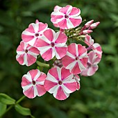 Phlox Peppermint Twist pink and white candy striped flowerheads