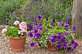 Terracotta pots with colour co-ordination lilac purtunia and pale pink pelargonium
