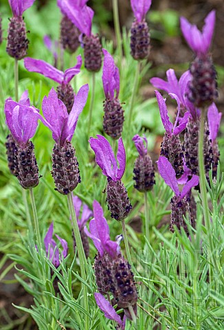 Lavender_stoechas_subsp_pedunculata_French_lavender