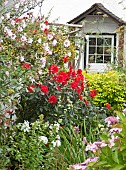 Front garden of cottage with borders of summer flowering herbaceous perennials