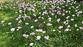 Pink and white tulips growing in grass along side buttercups and daisys in Spring