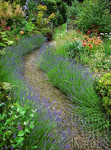Gravel_pathway_through_herbaceous_border_edged_either_side_with_scented_lavender