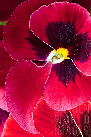 Plant_portrait_of_Pansy_deep_maroon_red_with_dark_centre
