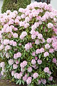 Evergreen Rhododendron pale pink flowerheads
