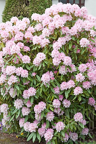 Evergreen_Rhododendron_pale_pink_flowerheads