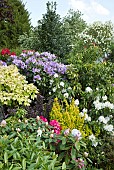 Mixed border Rhododendrons and herbaceous perennials in July