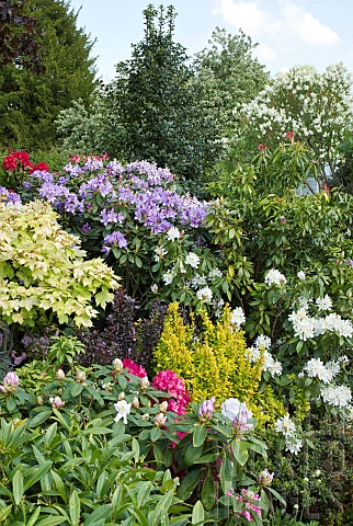 Mixed_border_Rhododendrons_and_herbaceous_perennials_in_July
