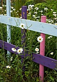 Colourfull wooden garden fence