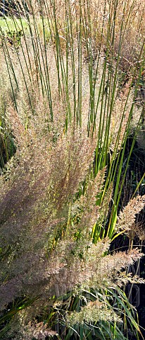 Ornamental_grasses_Pennisetum_orientale_in_Autumn_at_Trentham_Gardens_Staffordshire_England_in_the_g