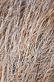 Frosted foliage of perennial grasses in winter