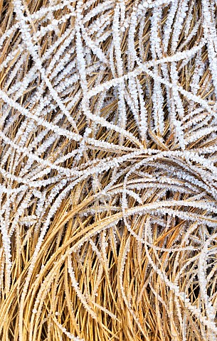 Frosted_foliage_of_perennial_grass