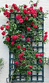 Rosa Rose Grandessa