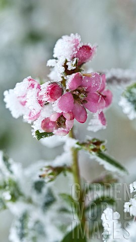 Pink_flower_with_snow_and_frost
