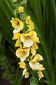 Verbascum ‘Cotswold King’