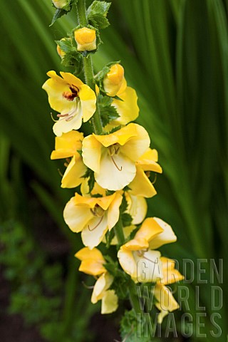 Verbascum_Cotswold_King