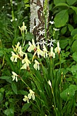 Roscoea cautleyoides summer flowering tuber, with pale yellow flowers at Wollerton Old Hall (NGS) Market Drayton in Shropshire early summer in June