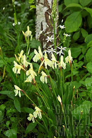 Roscoea_cautleyoides_summer_flowering_tuber_with_pale_yellow_flowers_at_Wollerton_Old_Hall_NGS_Marke