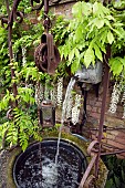 Old iron water feature deciduous Climber Wisteria sinensis Alba, growing on wall