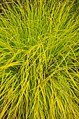 Carex elata Aurea  Ornamental Grass