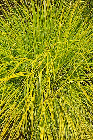 Carex_elata_Aurea__Ornamental_Grass