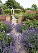 Garden path flanked by Nepeta Six Hills Giant