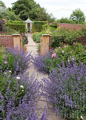 Garden_path_flanked_by_Nepeta_Six_Hills_Giant
