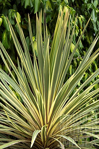 Cordyline_australis_Torbay_Dazzler_New_Zealand_Cabbage_Palm_Tree