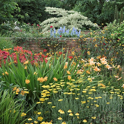 Border_of_herbaceous_perennials_with_yellows_of_Oxeye_Daisy_and_Achillea_Coronation_Gold