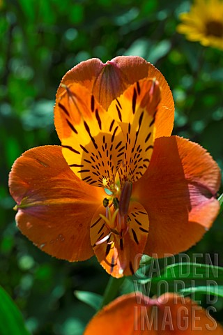 Alstroemeria_Peruvian_Lily_Sunrise_Burnt_orange_with_yellow_speckled_throat_at_Wollerton_Old_Hall_NG