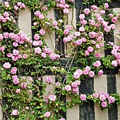 Group plants portrait close up study of flowers and flower Rosa RoseZephirine Drouhindouble fragrant pink flowers climbing over house wall in June