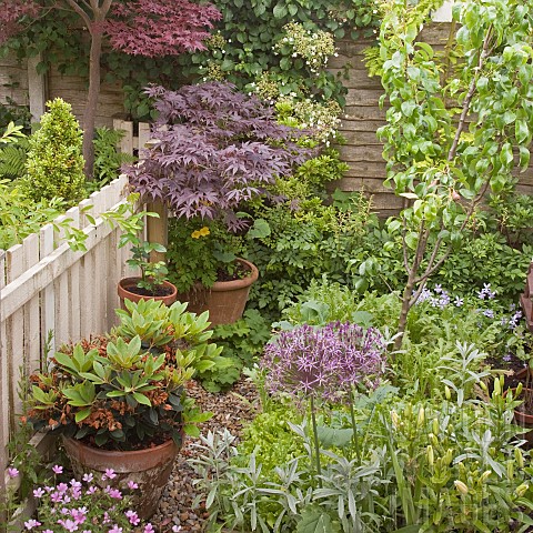 Shady_corner_with_Acer_tree_in_container_herbaceous_perennials