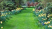Wide grass path flanked by Daffodils in springtime