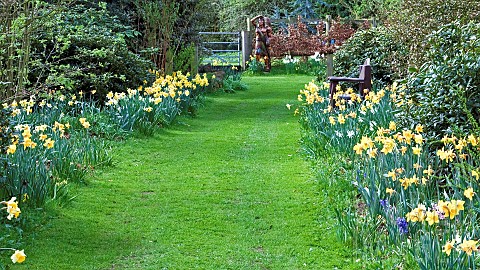Wide_grass_path_flanked_by_Daffodils_in_springtime