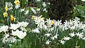 Mixed spring bulbs in border with white daffodils and tulips