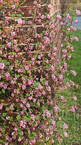 Ribes_flowering_currant