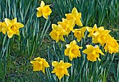 Yellow daffodils in grass borders in early spring