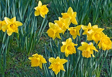 Yellow_daffodils_in_grass_borders_in_early_spring