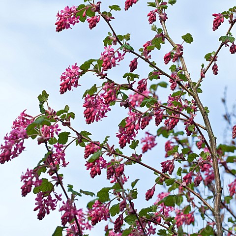 Ribes_flowering_currant