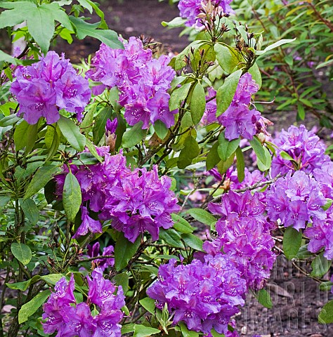 Lavender_coloured_Rhododendron
