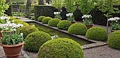 Two rows of Buxus sempervirens balls, terra cotta containers of white tulips