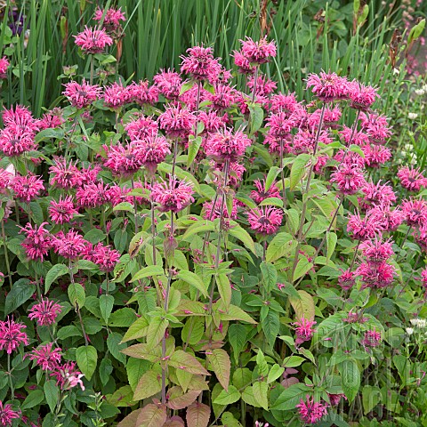 Monarda_Croftway_Pink_Bergamot_with_bright_pink_flowers_at_Wollerton_Old_Hall_NGS_Market_Drayton_in_