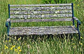 Old wooden bench covered in Lichen