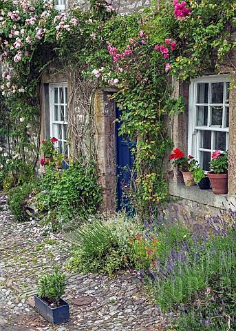 Old_limestone_cottage_with_abundance_of_climbing_Roses_around_front_door