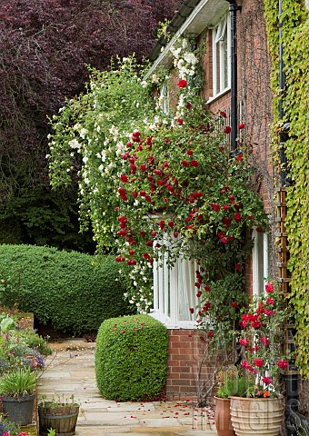 Red_and_white_Roses_around_doors_and_windows